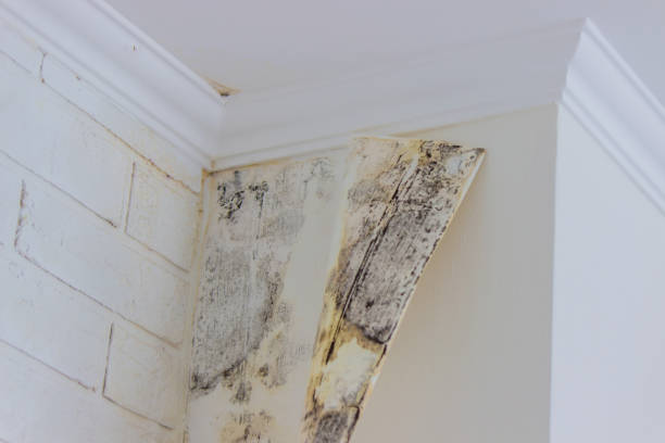 Mold Remediation for Vacation Homes